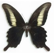 PAPILIO OENOMAUS